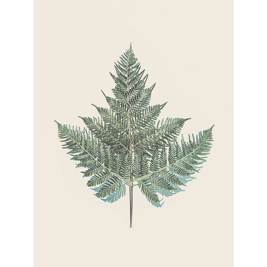 Tender Fern Poster Print by Urban Epiphany Urban Epiphany-VARPDXUERC034A Image 1