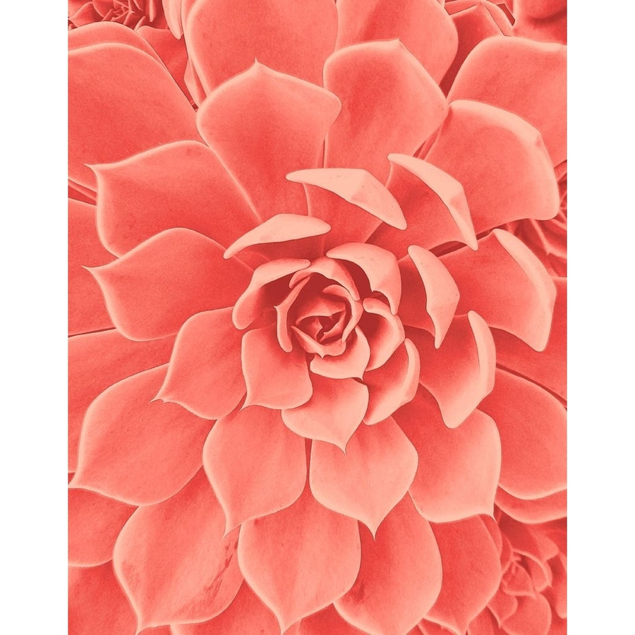 Coral Succulent Poster Print by Urban Epiphany Urban Epiphany-VARPDXUERC067A Image 1