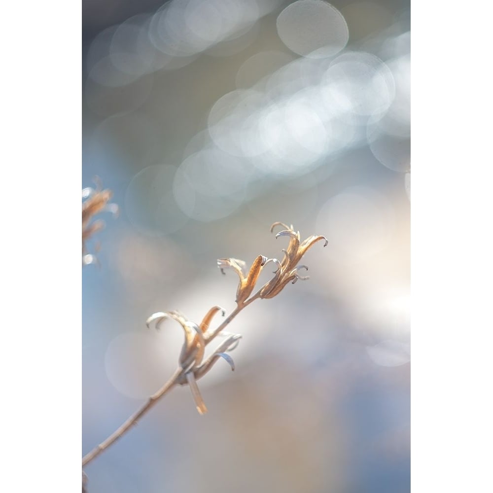 Spring Branch I Poster Print - J:L Design-VARPDXUL070A Image 1