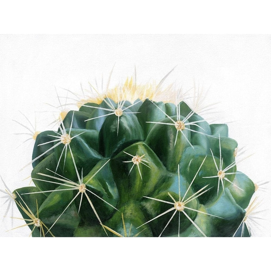 Cacti Poster Print by Urban Road Urban Road-VARPDXUR11082 Image 1