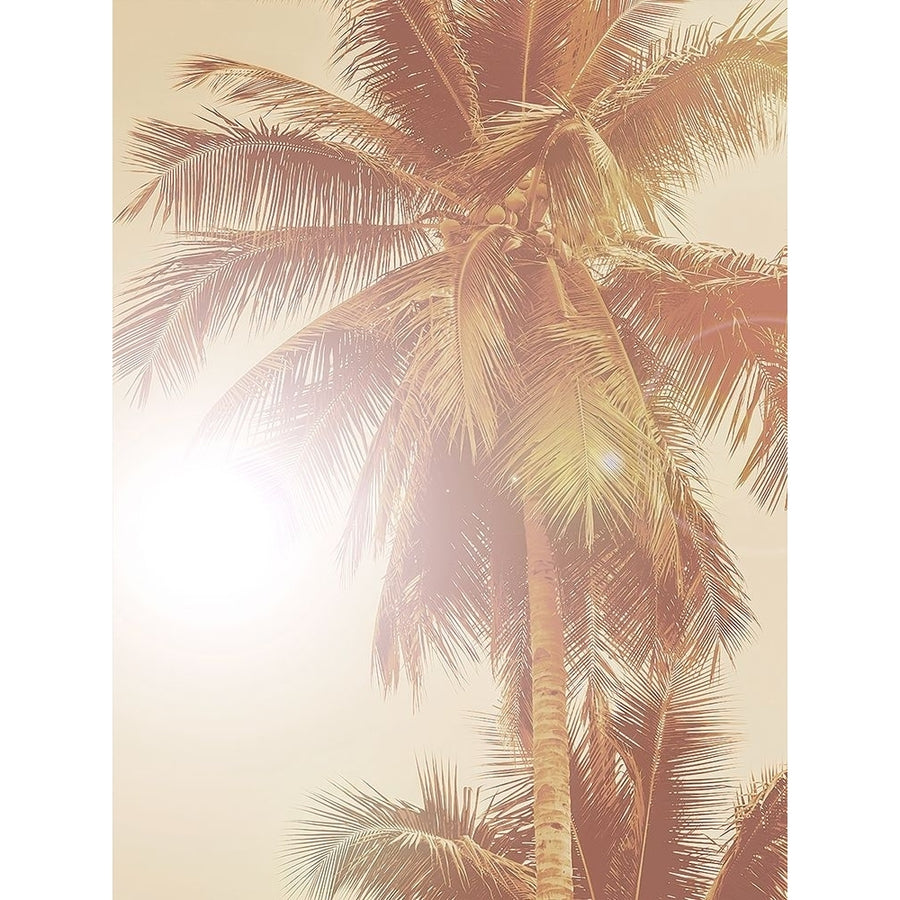 Sunkissed Palm Poster by Urban Road-VARPDXURP835 Image 1