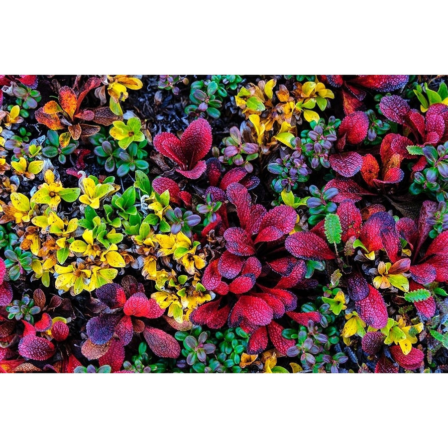 USA- Alaska- Noatak National Preserve. Alpine Bearberry on arctic tundra in autumn colors. Poster Print - Fredrik Image 1