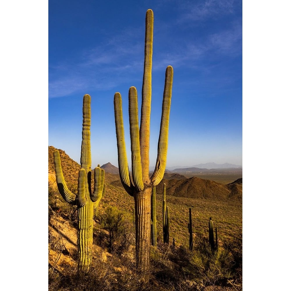 Saguaro Cactus along the Hugh Norris Trail in Saguaro National Park in Tucson-Arizona-USA Poster Print - Chuck Image 1