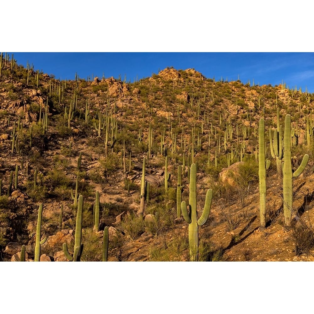 Saguaro Cactus along the Hugh Norris Trail in Saguaro National Park in Tucson-Arizona-USA Poster Print - Chuck Image 1