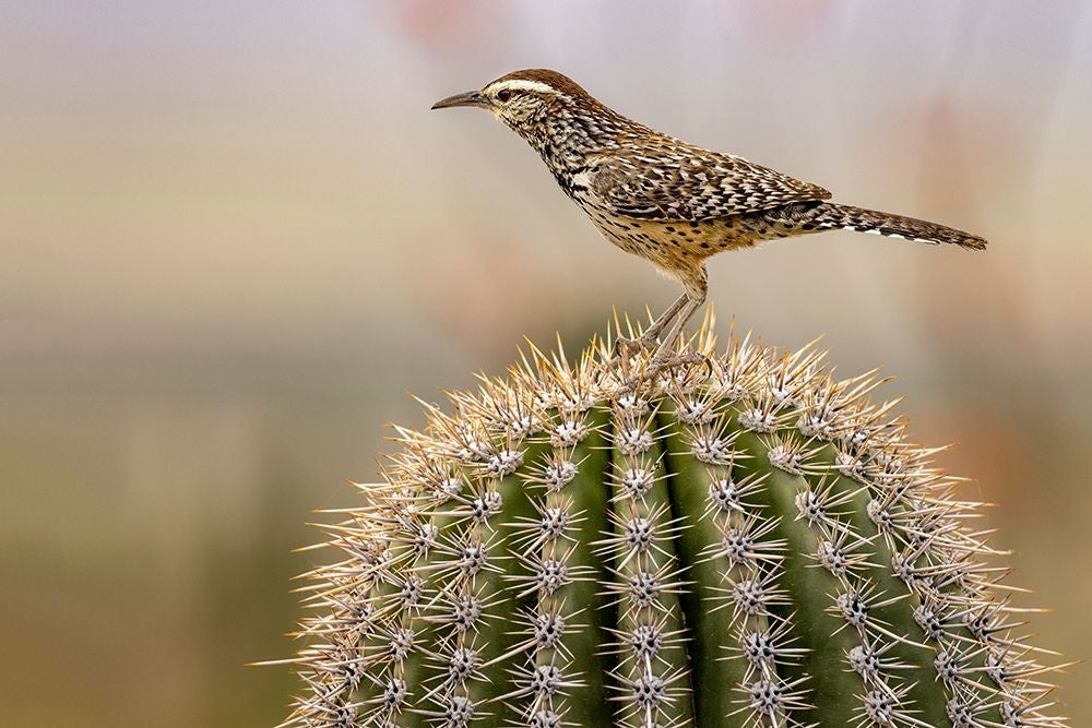 Cactus Wren at the Arizona Sonoran Desert Museum in Tucson-Arizona-USA Poster Print - Chuck Haney-VARPDXUS03CHA0377 Image 1