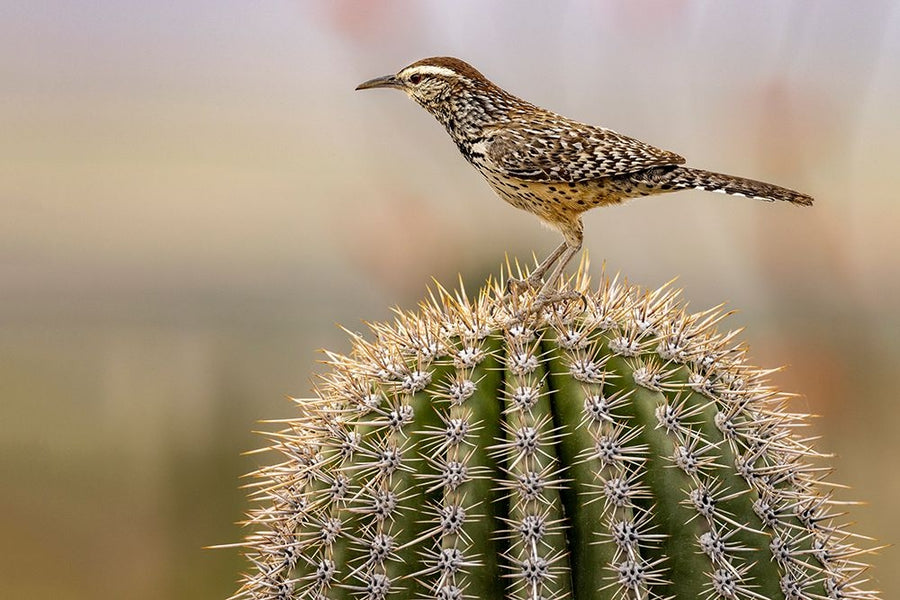 Cactus Wren at the Arizona Sonoran Desert Museum in Tucson-Arizona-USA Poster Print - Chuck Haney-VARPDXUS03CHA0377 Image 1