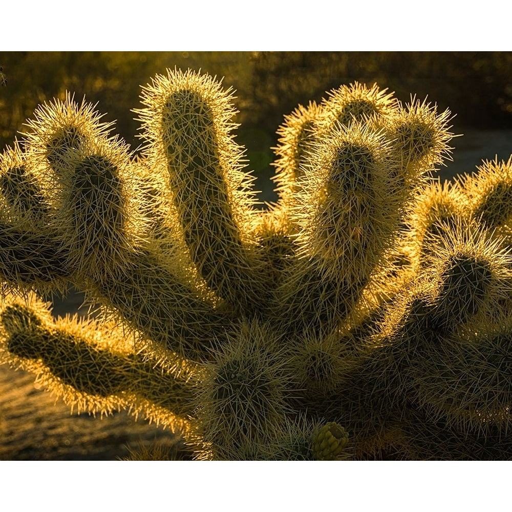 USA-California-Anza-Borrego Desert State Park. Backlit desert cactus. Poster Print - Gallery Jaynes-VARPDXUS05BJY2105 Image 1