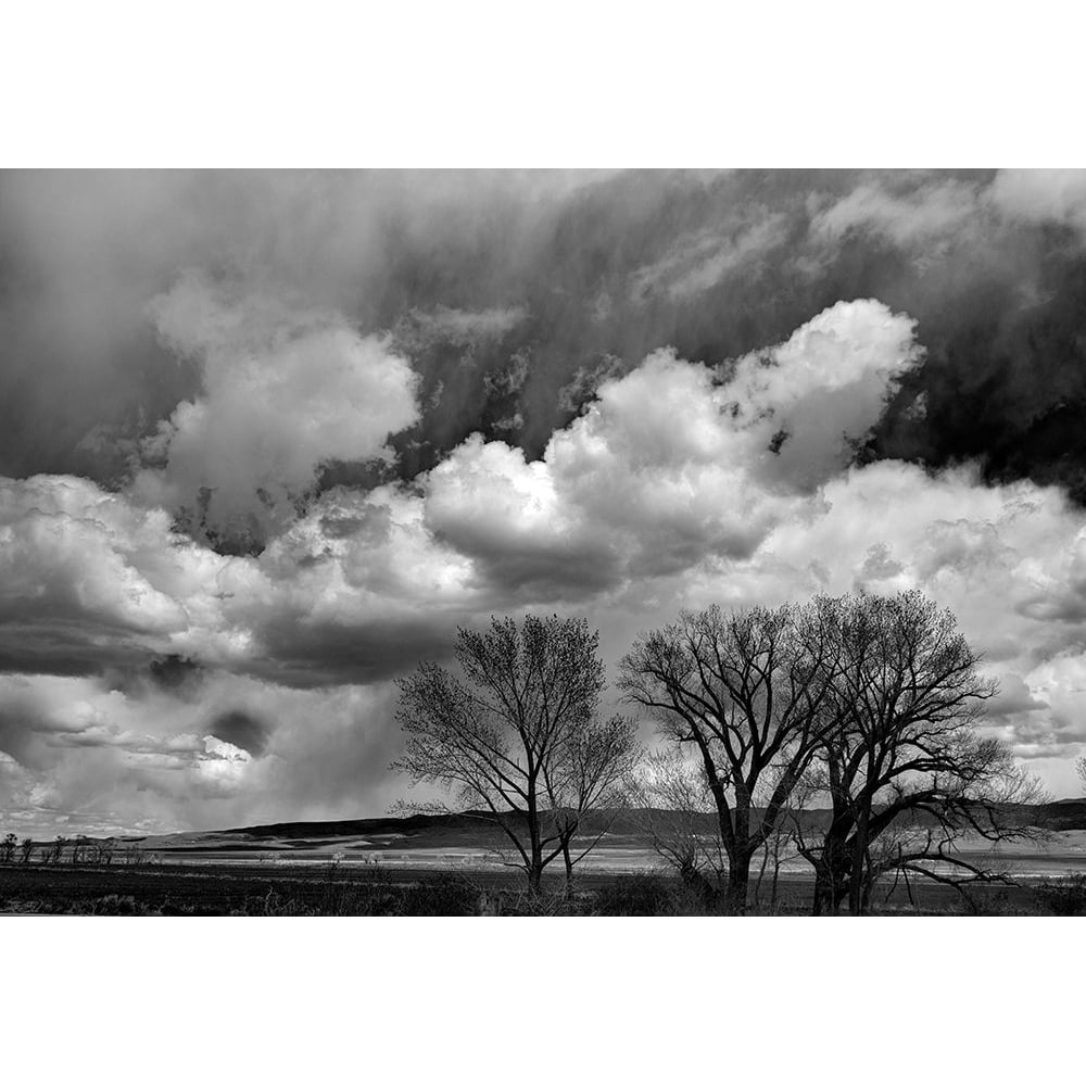 Winter cottonwoods reach for the sky along 395 in the Antelope Valley. Poster Print - Betty Sederquist-VARPDXUS05BSE0203 Image 1