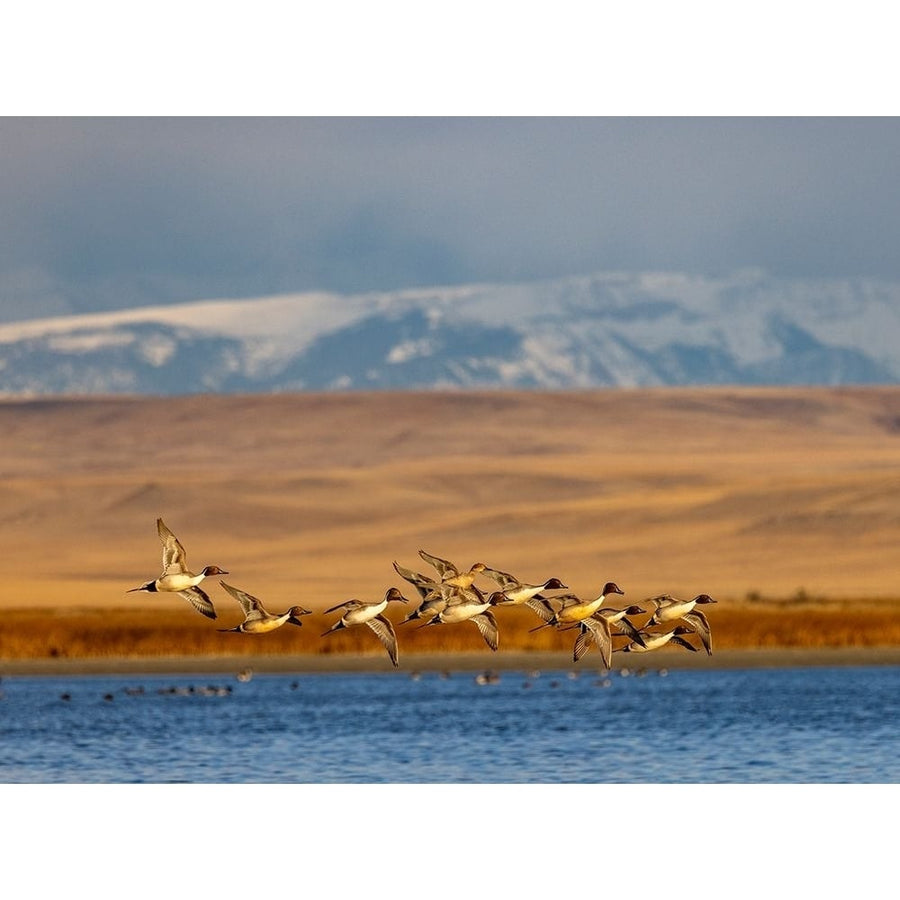 Northern Pintail ducks in courtship flight at Freezeout Lake near Choteau-Montana-USA Poster Print - Chuck Image 1