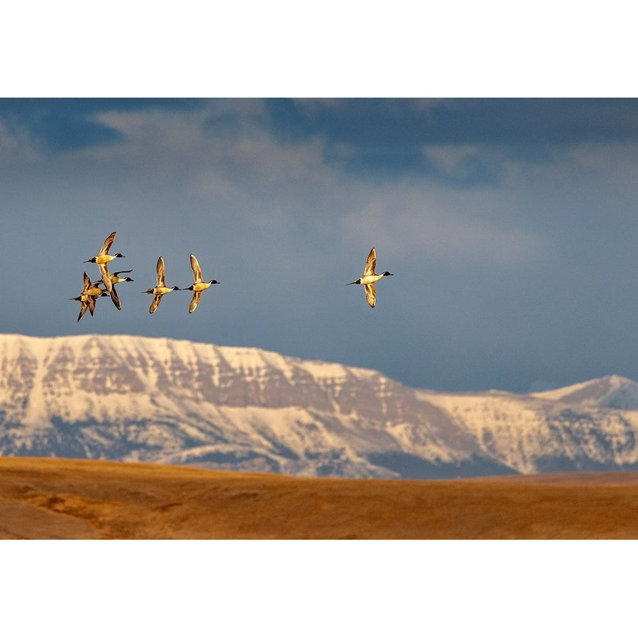 Northern Pintail ducks in courtship flight at Freezeout Lake near Choteau-Montana-USA Poster Print - Chuck Image 1