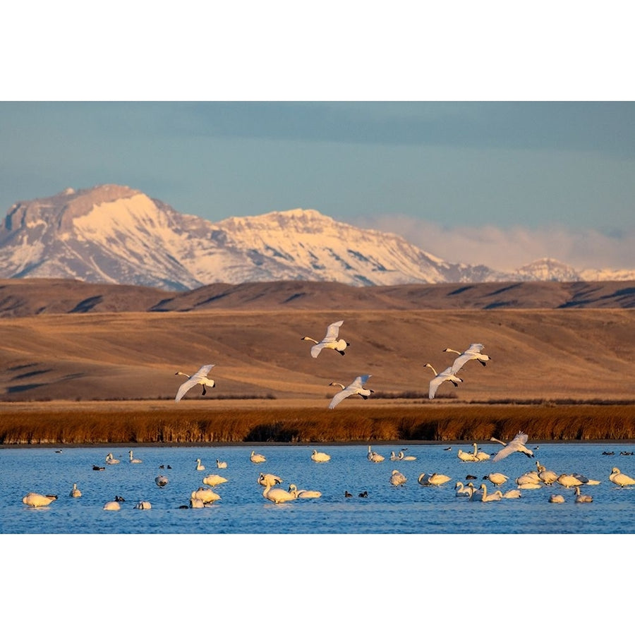 Tundra swans at Freezeout Lake Wildlife Management Area near Choteau-Montana-USA Poster Print - Chuck Image 1