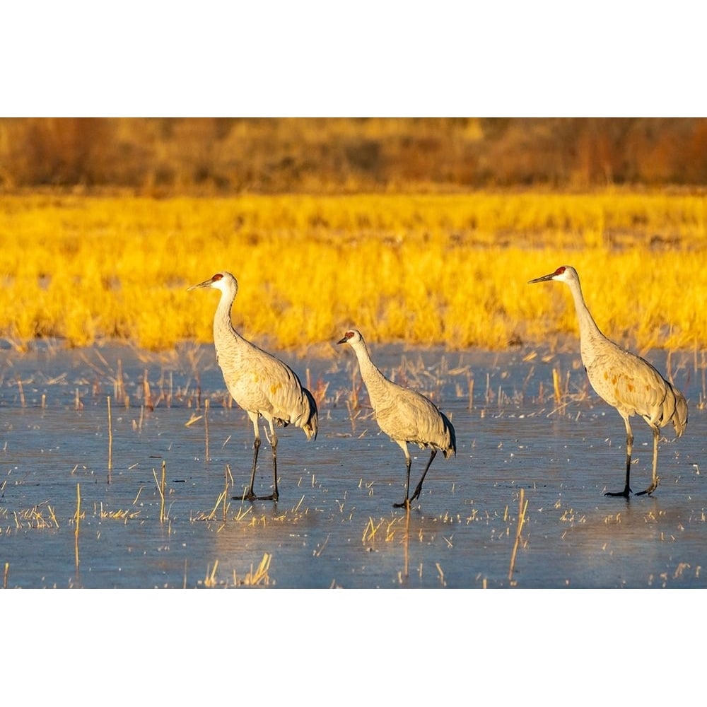 USA- Mexico- Bosque Del Apache National Wildlife Refuge. Sandhill cranes walking on ice. Poster Print - Gallery Image 1