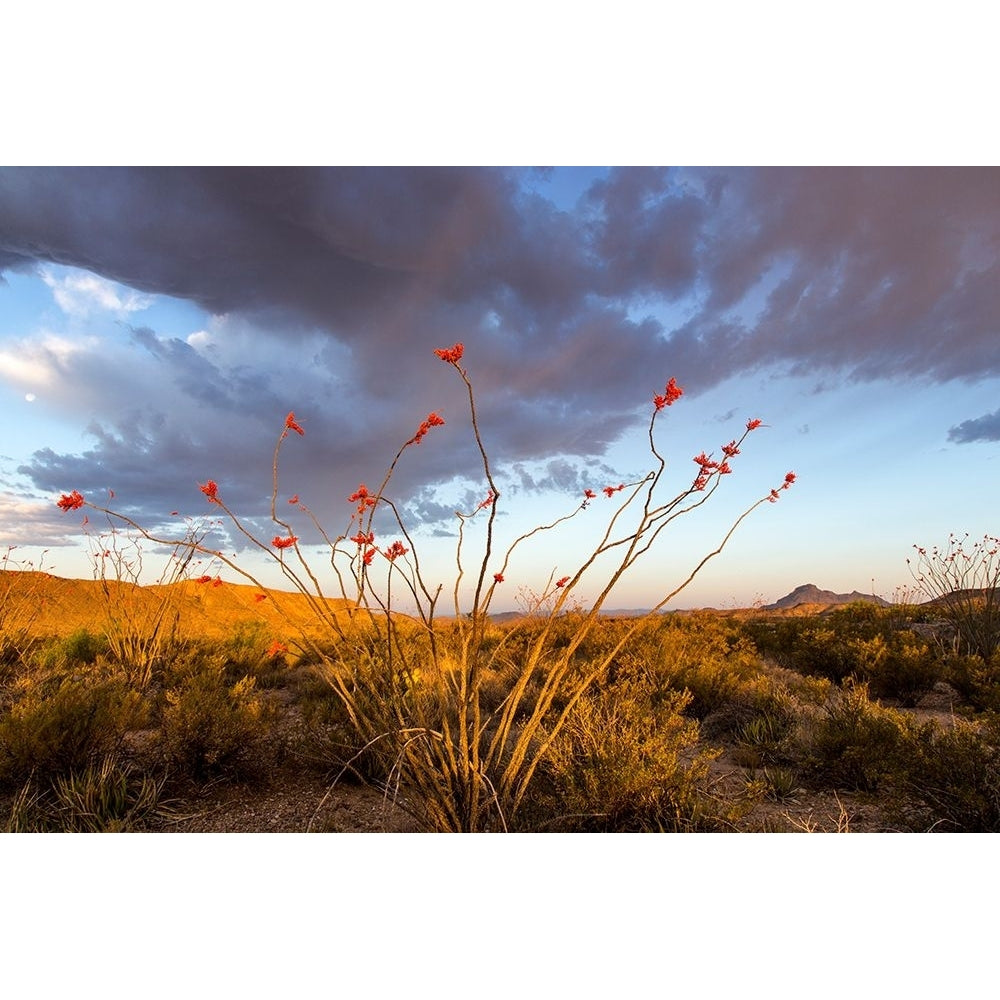 Ocotillo in Bloom At Sunrise Poster Print - Chuck Haney-VARPDXUS44CHA0053 Image 1