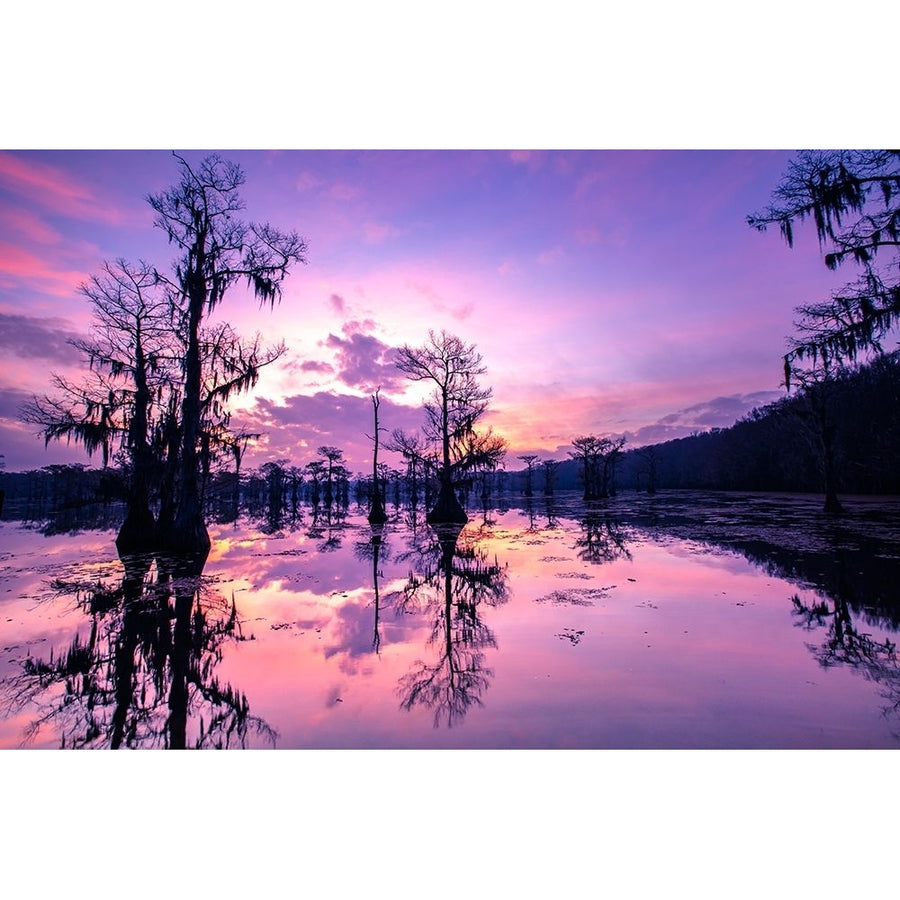 Caddo Lake at sunrise Poster Print - Larry Ditto-VARPDXUS44LDI3575 Image 1