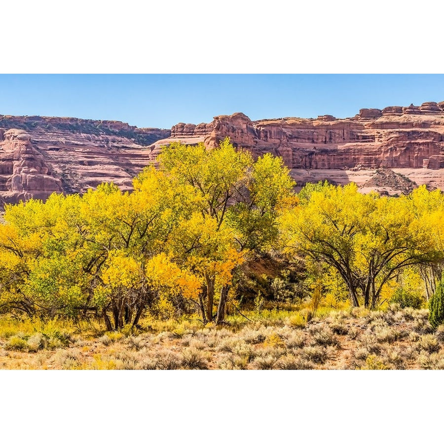 Autumn leaves-Arches National Park-Moab-Utah-USA. Poster Print - William Perry-VARPDXUS45WPE0198 Image 1