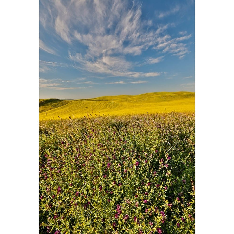 USA- Washington State- Palouse Poster Print - Darrell Gulin-VARPDXUS48DGU2063 Image 1