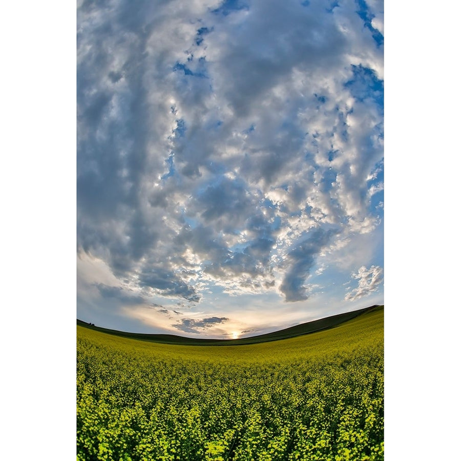 USA- Washington State- Palouse. Springtime landscape and Canola fields Poster Print - Darrell Gulin-VARPDXUS48DGU2072 Image 1