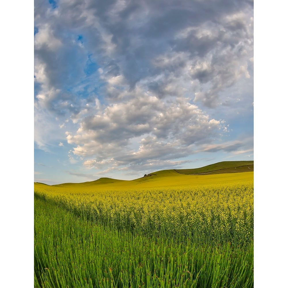 USA- Washington State- Palouse. Springtime landscape and Canola fields Poster Print - Darrell Gulin-VARPDXUS48DGU2074 Image 1