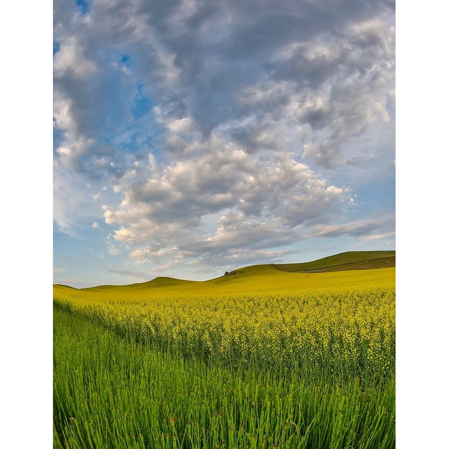 USA- Washington State- Palouse. Springtime landscape and Canola fields Poster Print - Darrell Gulin-VARPDXUS48DGU2074 Image 1