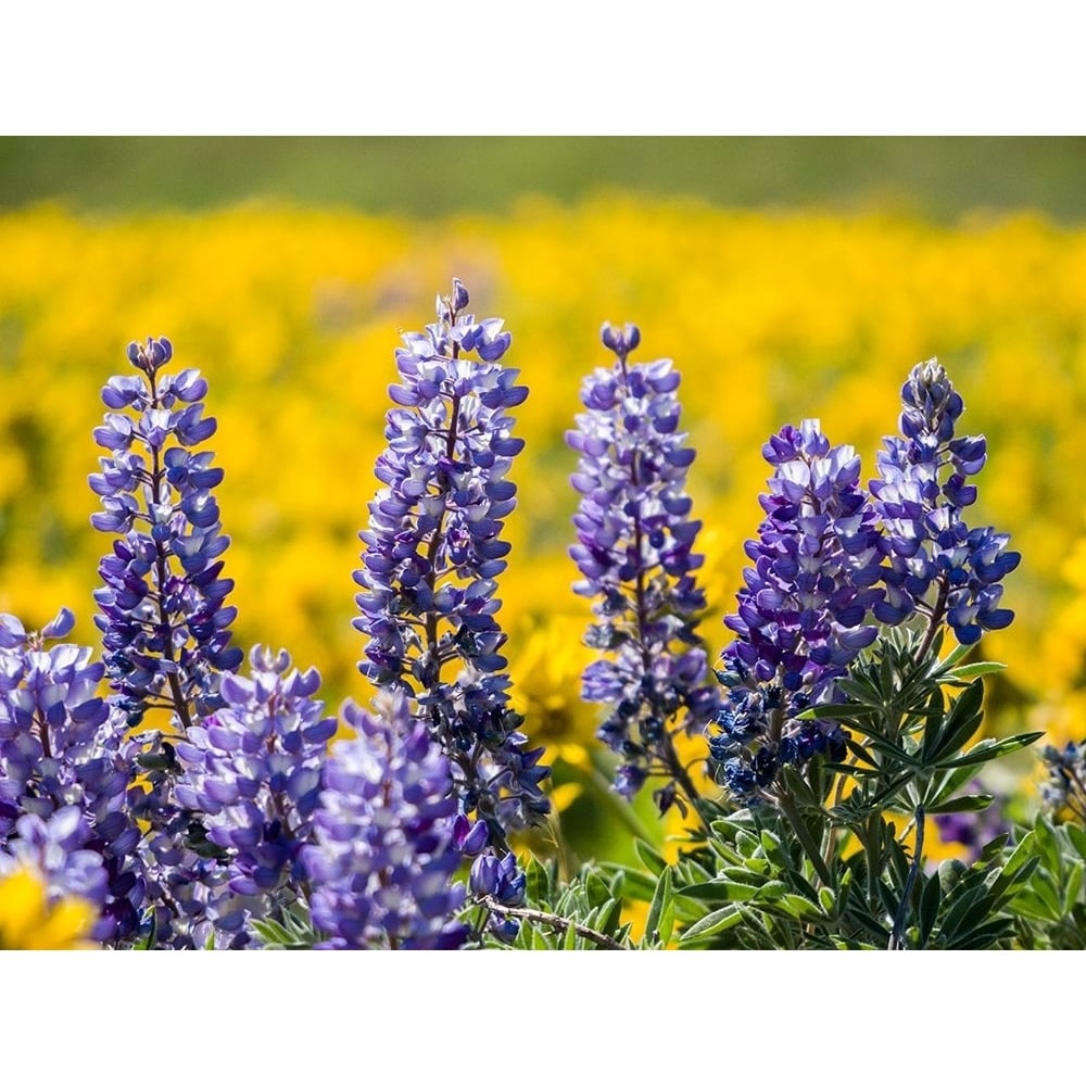 USAWashington State Springtime fields of Lupine and Arrowleaf Balsamroot near Dalles Mountain Poster Print Julie Image 1