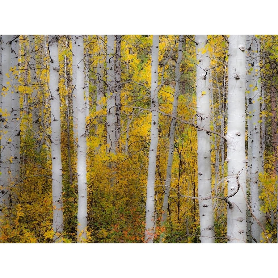 USA-Washington State-Kittitas County. Aspen trunks with vine maples in the fall. Poster Print - Julie Image 1