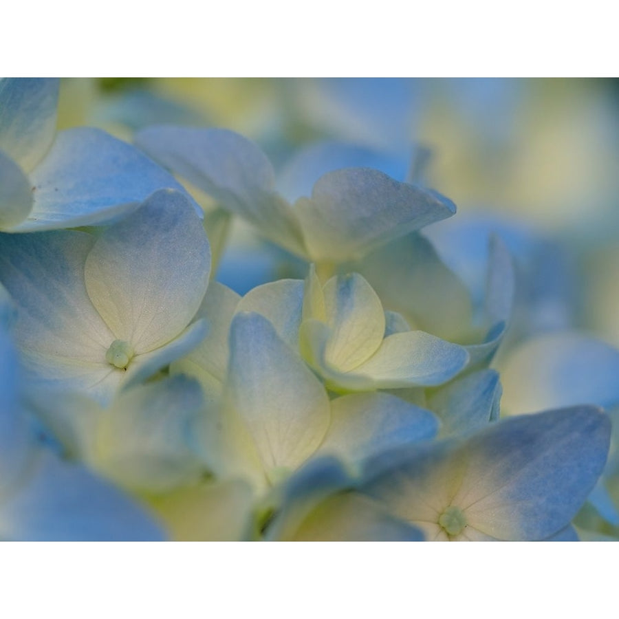 Usa-Washington State-Bellevue. Blue and white Bigleaf hydrangea flower Poster Print - Images Merrill-VARPDXUS48JME1777 Image 1