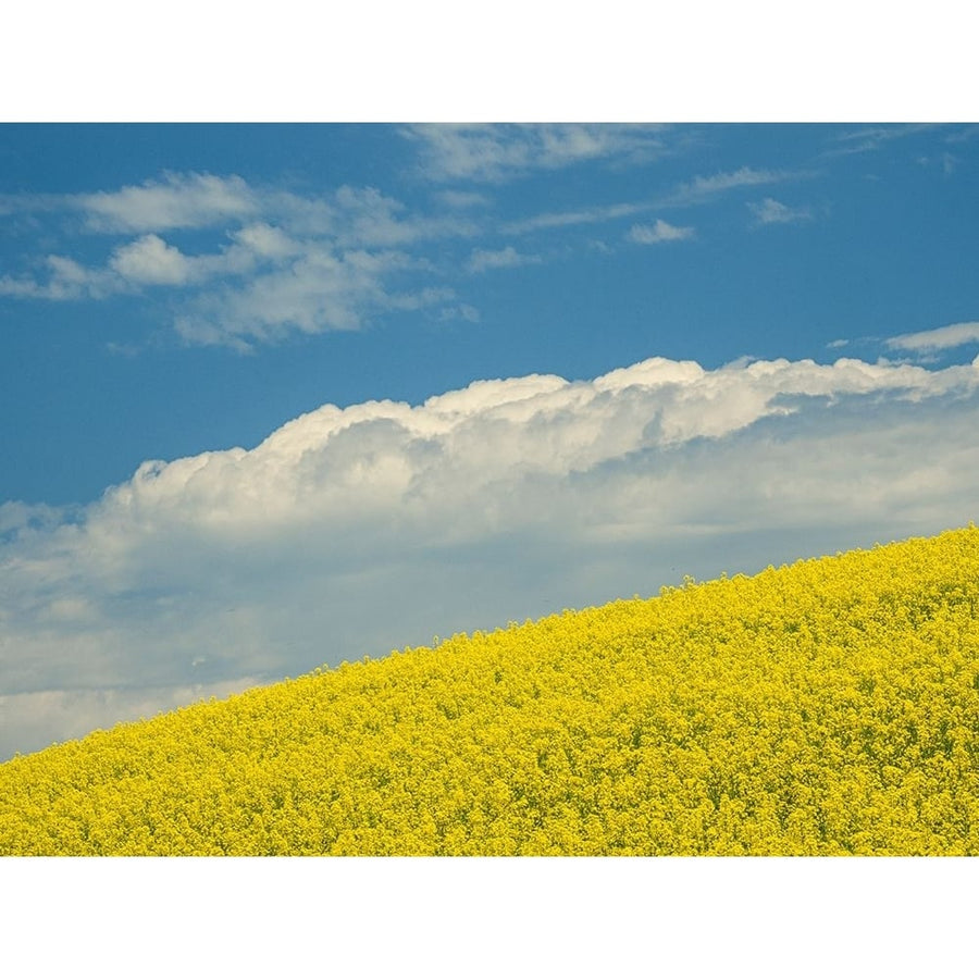 Usa-Washington State-Palouse. Canola fields under blue sky with puffy clouds Poster Print - Images Image 1