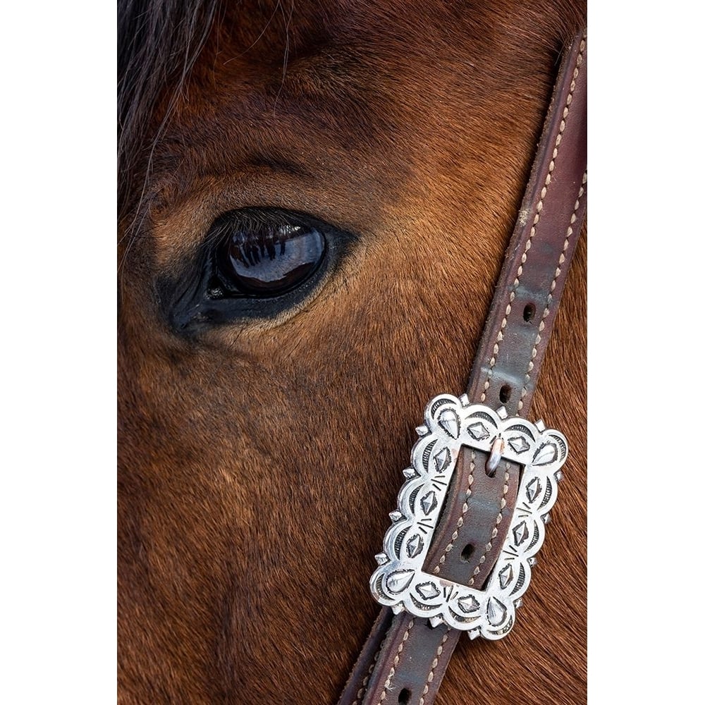 USA- Shell- Wyoming. Hideout Ranch close-up of horses eye. Poster Print - Darrell Gulin-VARPDXUS51DGU0458 Image 1