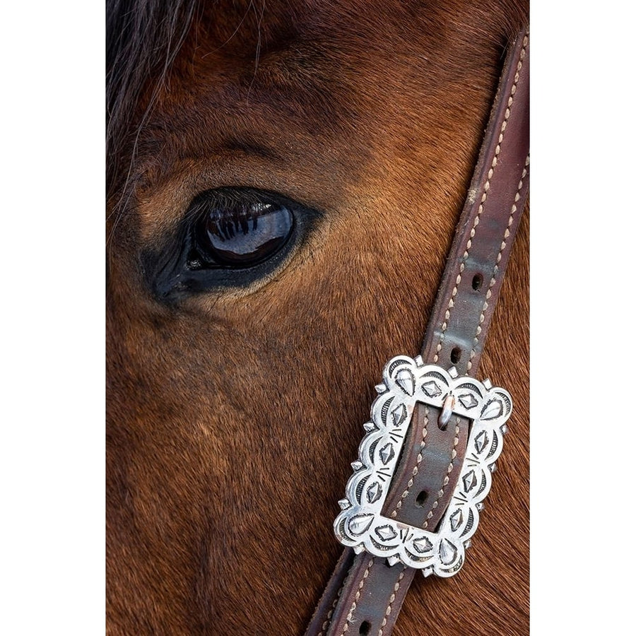 USA- Shell- Wyoming. Hideout Ranch close-up of horses eye. Poster Print - Darrell Gulin-VARPDXUS51DGU0458 Image 1