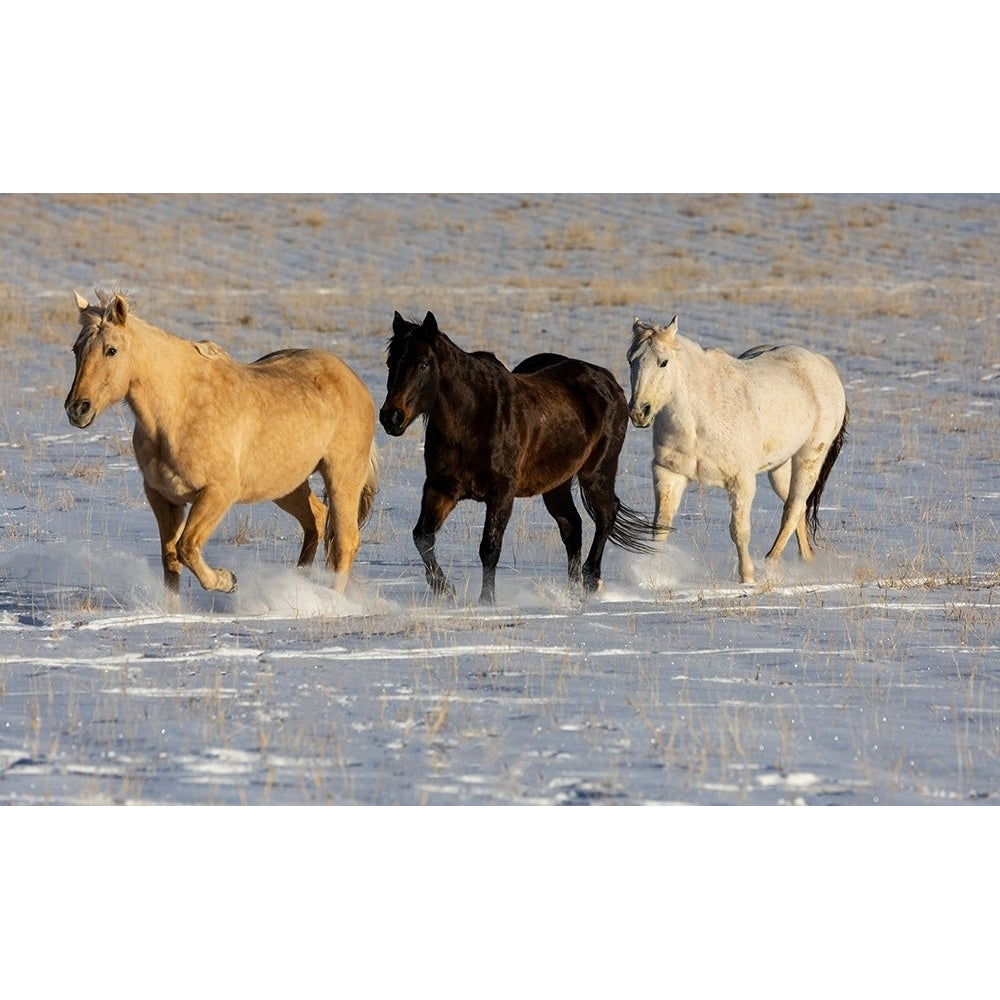 USA- Shell- Wyoming. Hideout Ranch with small herd of horses in snow. Poster Print - Darrell Gulin-VARPDXUS51DGU0396 Image 1