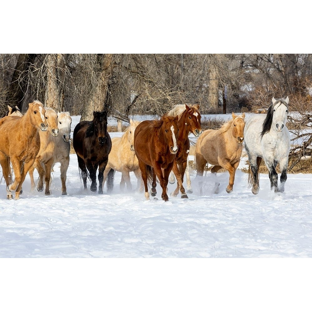 USA- Shell- Wyoming. Hideout Ranch with small herd of horses in snow. Poster Print - Darrell Gulin-VARPDXUS51DGU0465 Image 1