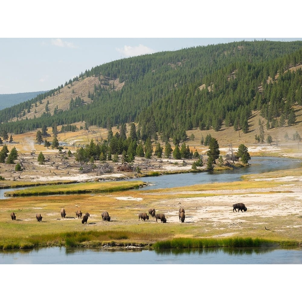 Wyoming- Yellowstone National Park. Bison herd and Firehole River Poster Print - Jamie and Wild-VARPDXUS51JWI0628 Image 1