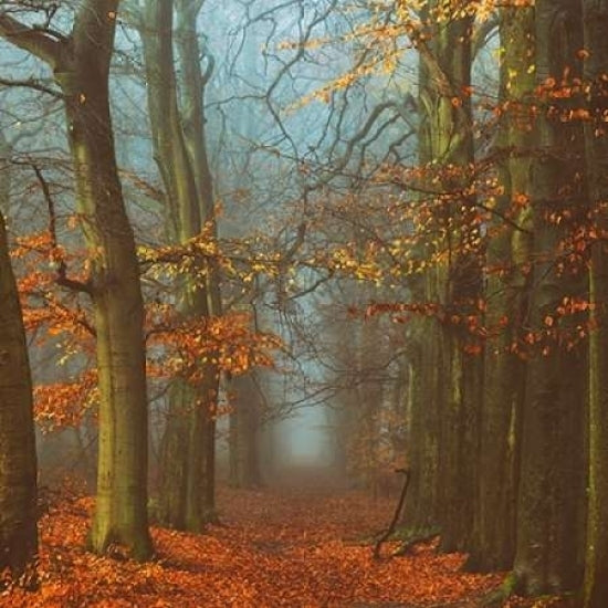 Path of The Mystics Poster Print by Lars Van de Goor-VARPDXV587D Image 1