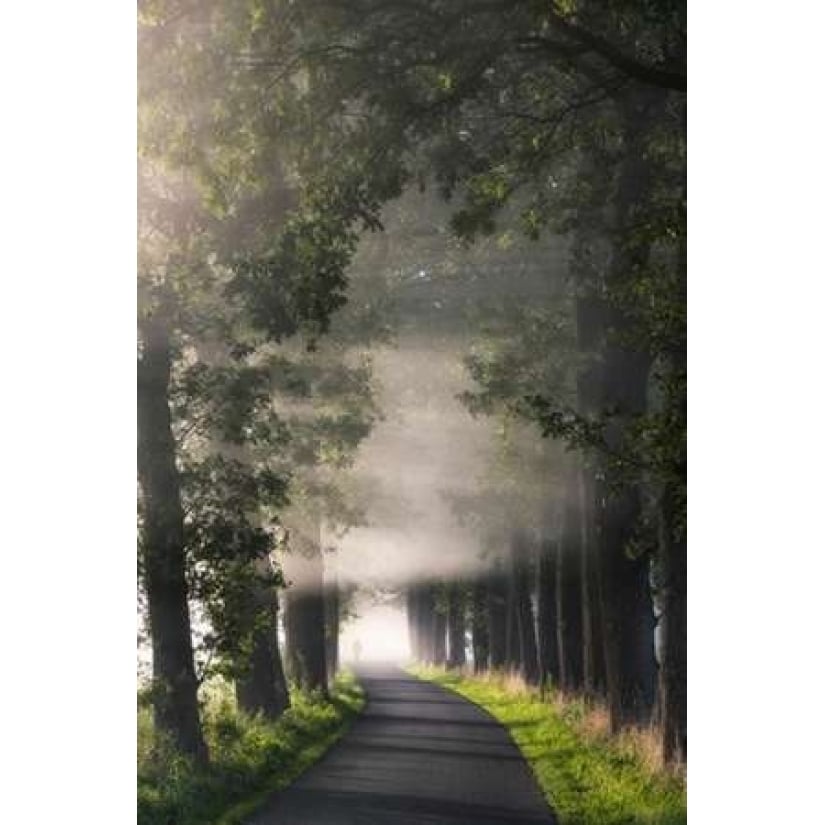 Rays of Fog Poster Print by Lars Van de Goor-VARPDXV588D Image 1