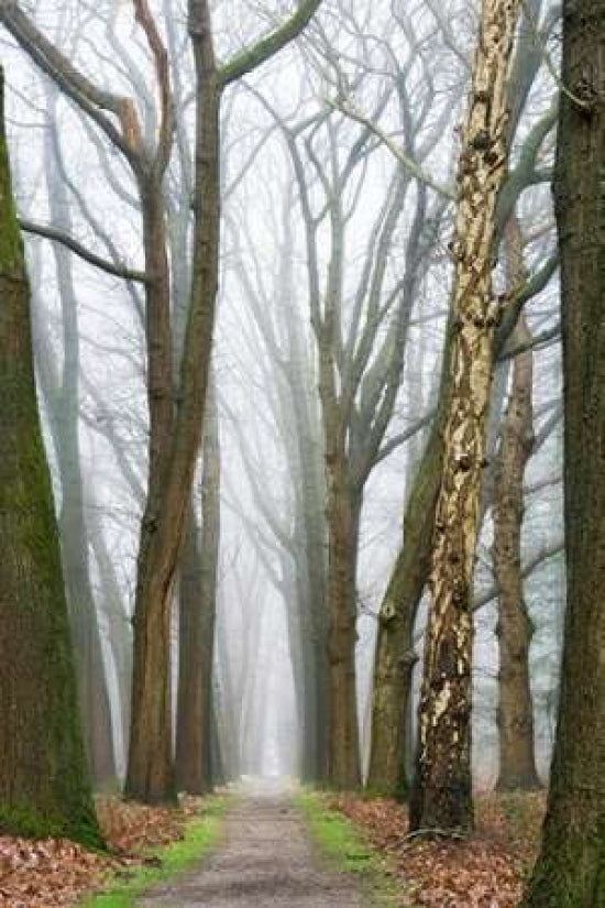 At the End You Will Find a Beginning Poster Print by Lars Van de Goor-VARPDXV601D Image 1