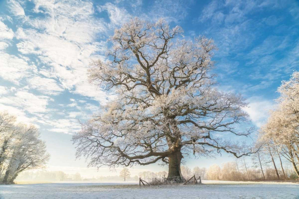 Cold Oak Poster Print by Lars Van de Goor-VARPDXV640D Image 1