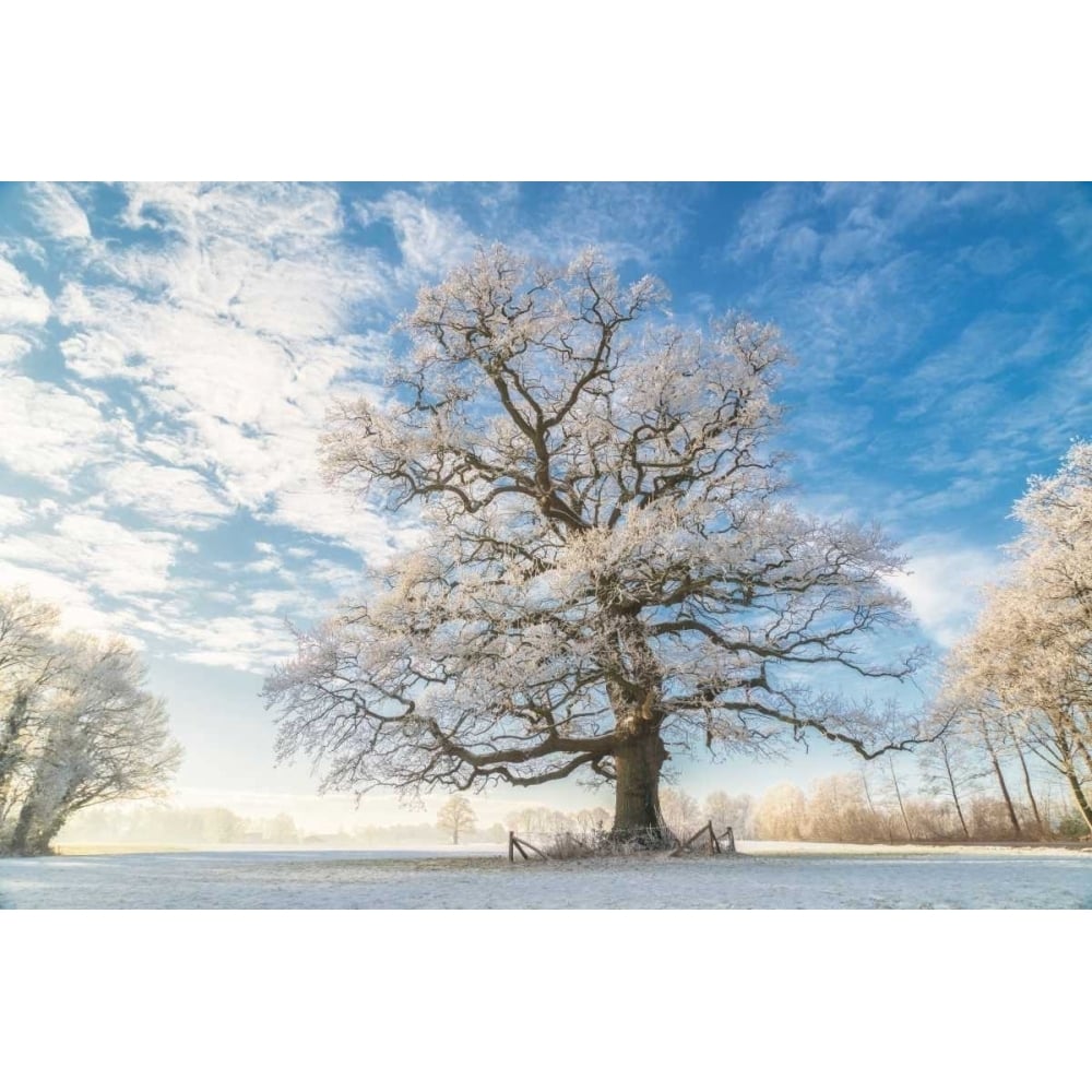 Cold Oak Poster Print by Lars Van de Goor-VARPDXV640D Image 2