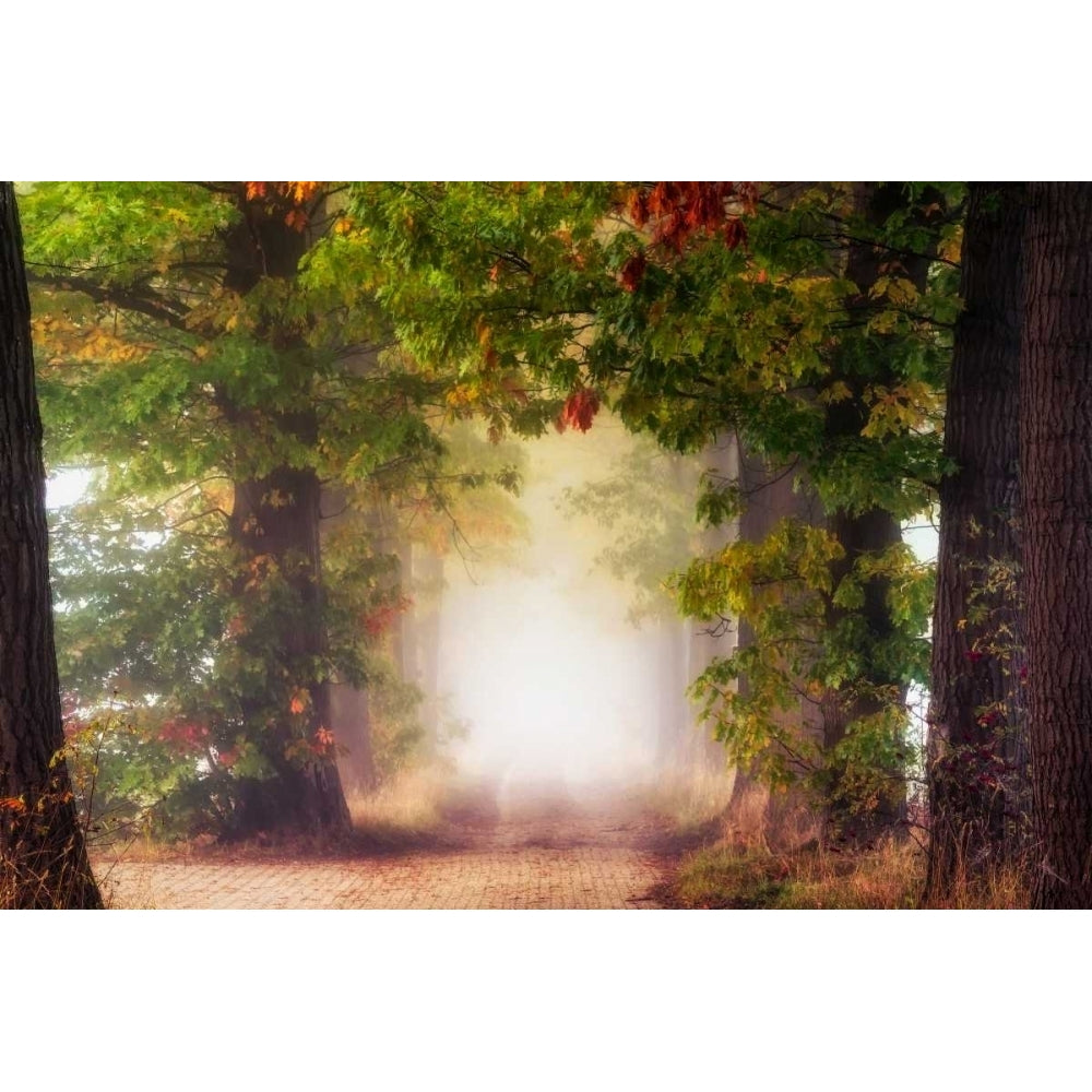 Fall Colors Poster Print by Lars Van de Goor-VARPDXV642D Image 1