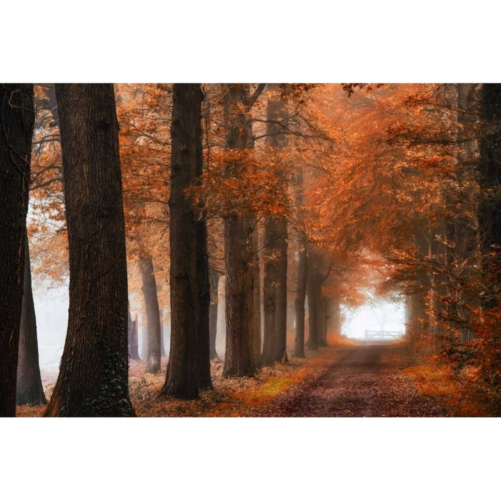 Glorious Season Poster Print by Lars Van de Goor-VARPDXV644D Image 1