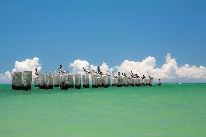 Gull Conference Poster Print by Verne Varona-VARPDXV678D Image 1