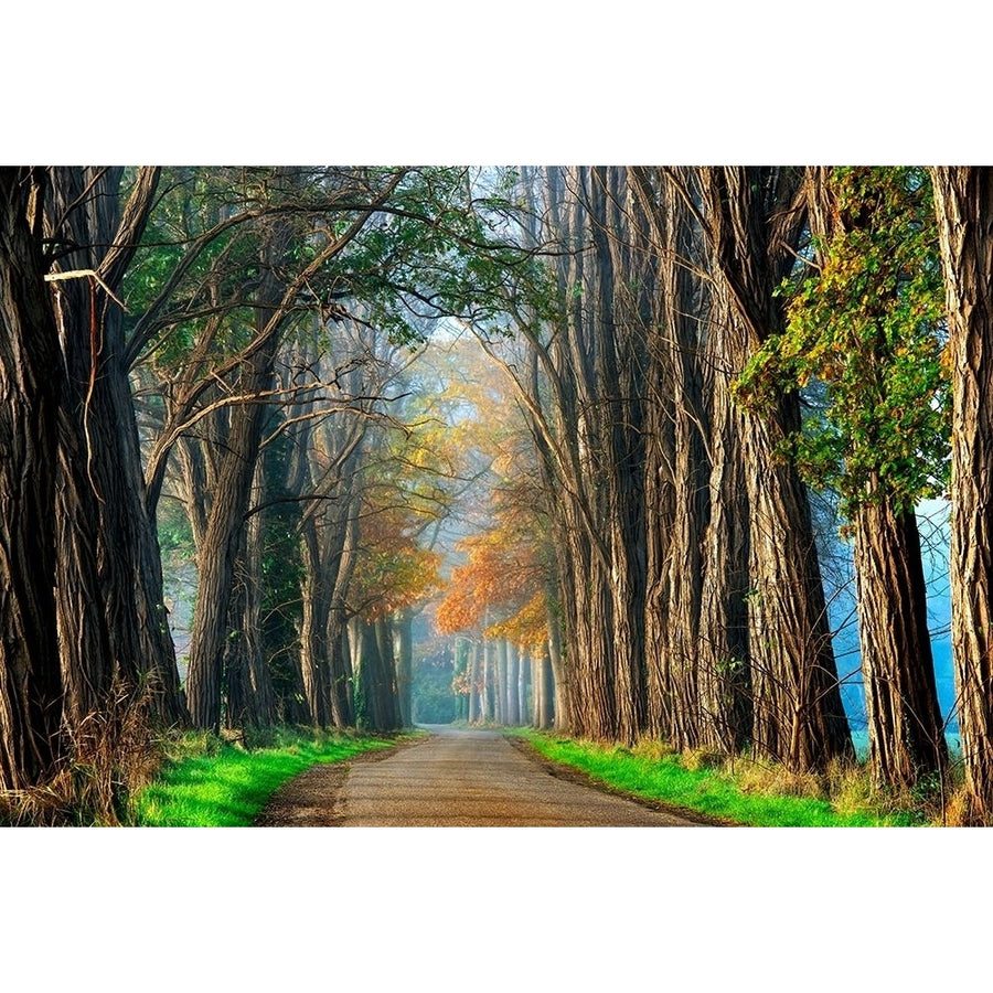 Acacias in Autumn Poster Print by Lars Van de Goor-VARPDXV719D Image 1