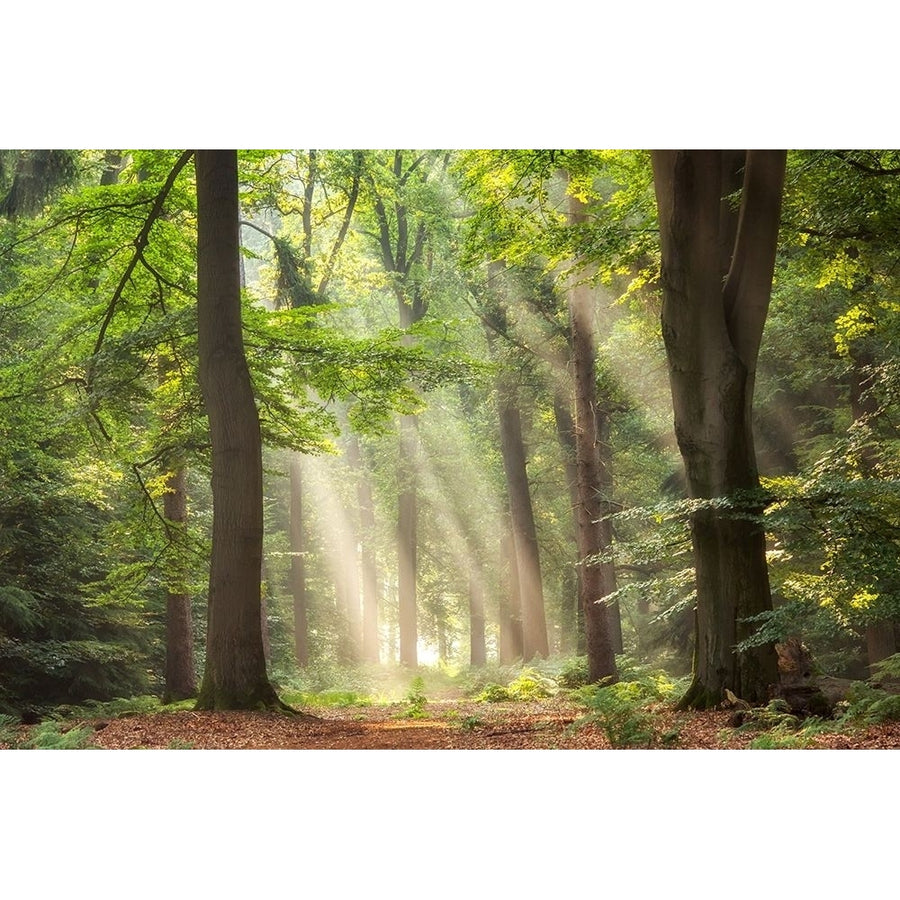 A Touch of Glory Poster Print by Lars Van de Goor-VARPDXV718D Image 1