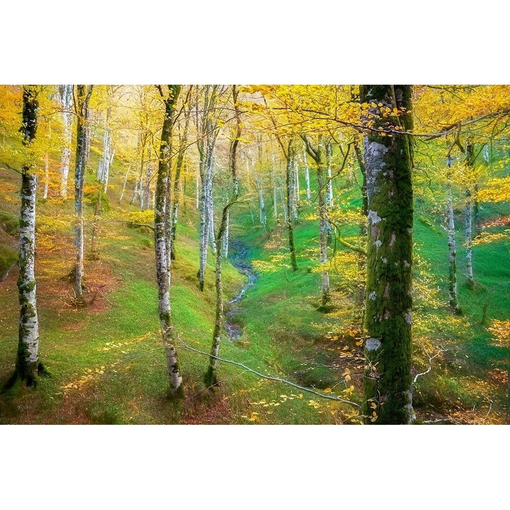 Dream of Birches Poster Print by Lars Van de Goor-VARPDXV723D Image 1