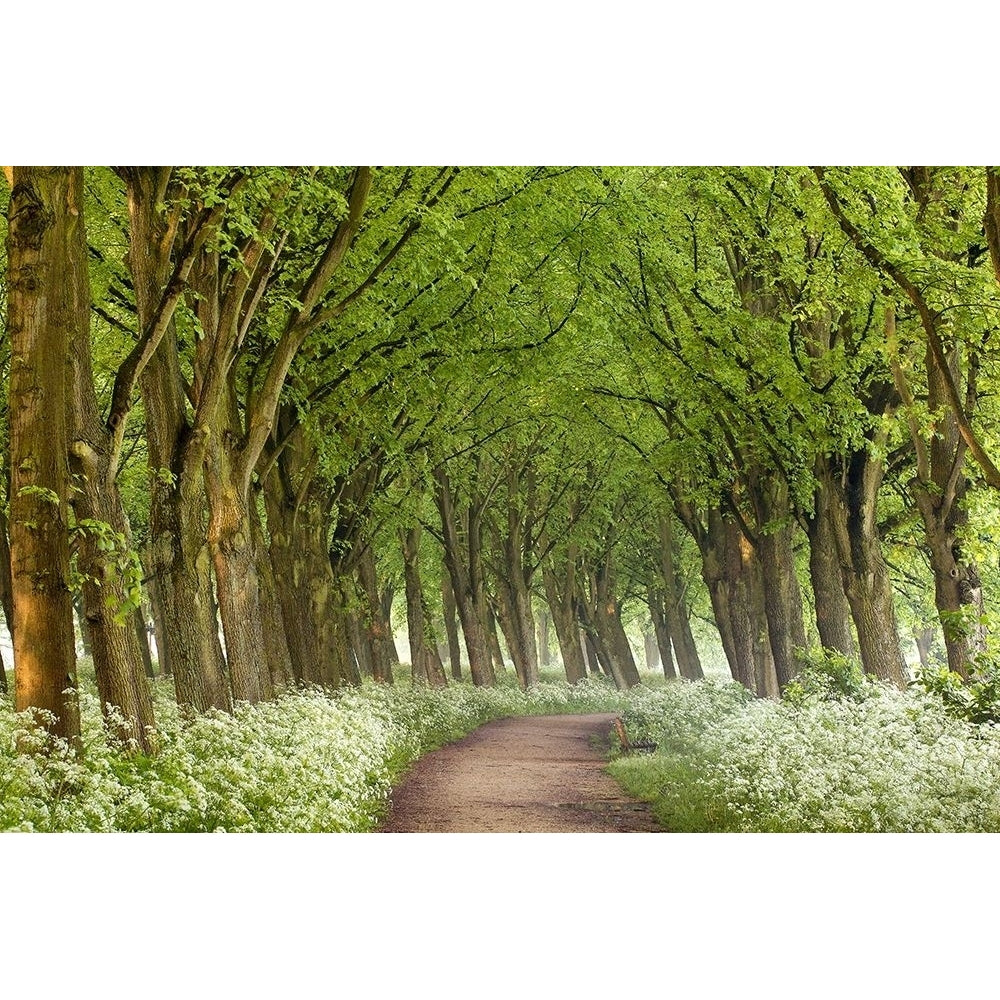 Cow Parsley Curve by Lars Van de Goor-VARPDXV767D Image 1