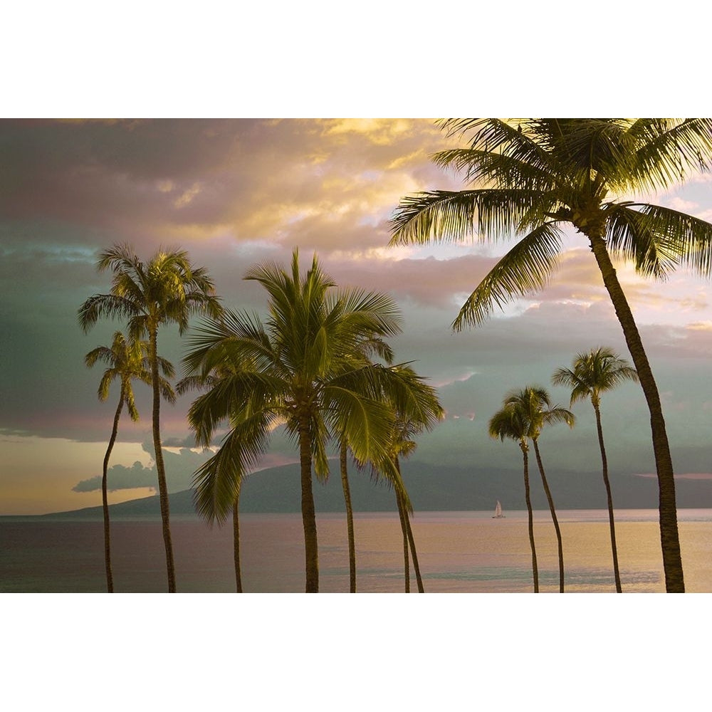 Hawaii Palm Sunset No. 1 by Carlos Vargas-VARPDXV782D Image 1