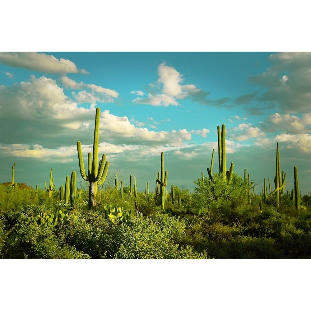 Saguaros No. 2 by Carlos Vargas-VARPDXV787D Image 1