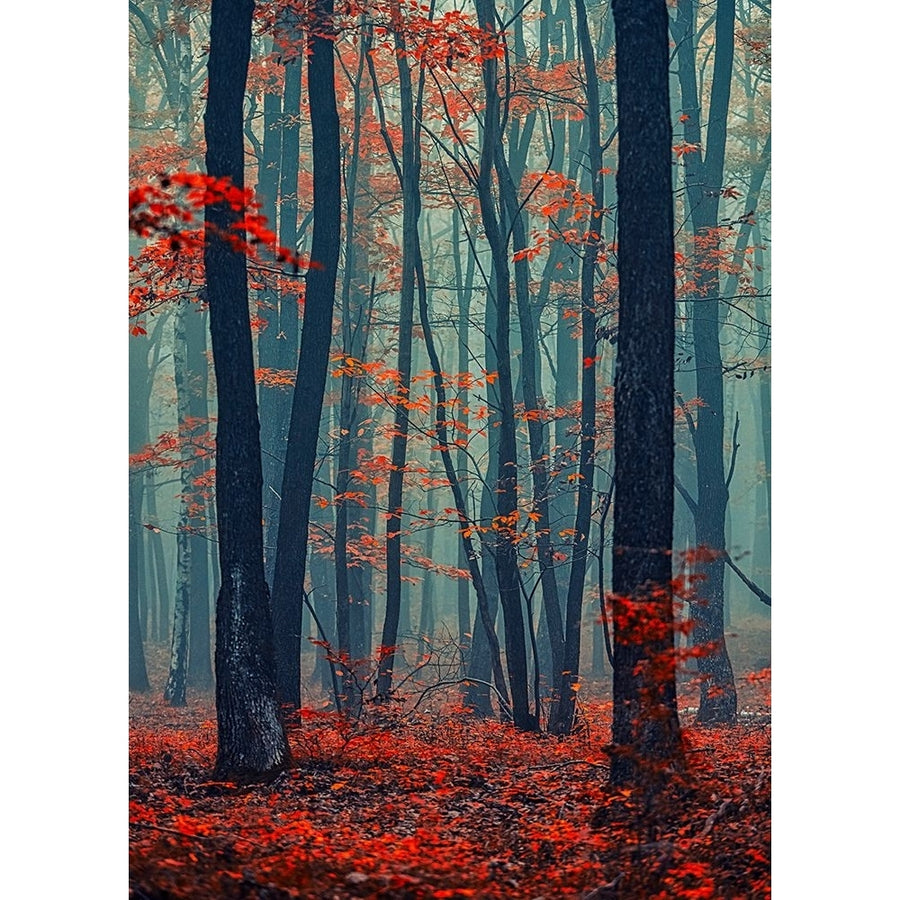 Autumn Forest In The Mist Poster Print - Igor Vitomirov-VARPDXV806D Image 1