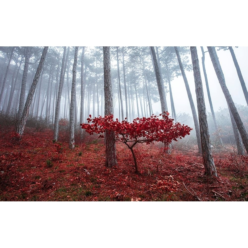 Misty Autumn Poster Print - Igor Vitomirov-VARPDXV812D Image 1