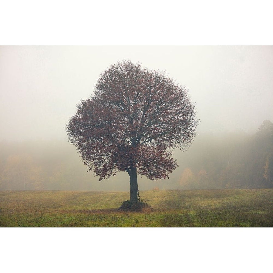 Tree In The Mist Poster Print - Igor Vitomirov-VARPDXV815D Image 1