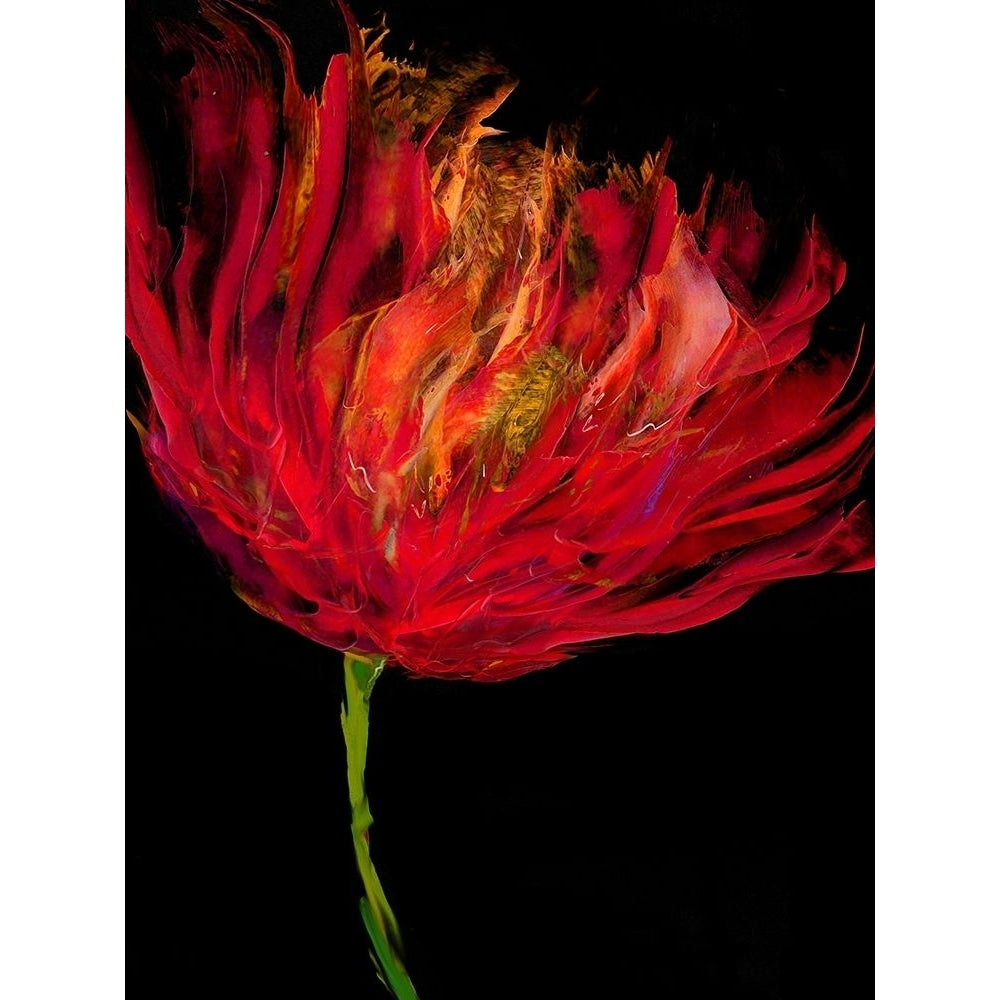 Red Tulips I Poster Print by Vanessa Austin-VARPDXVAU115993 Image 1